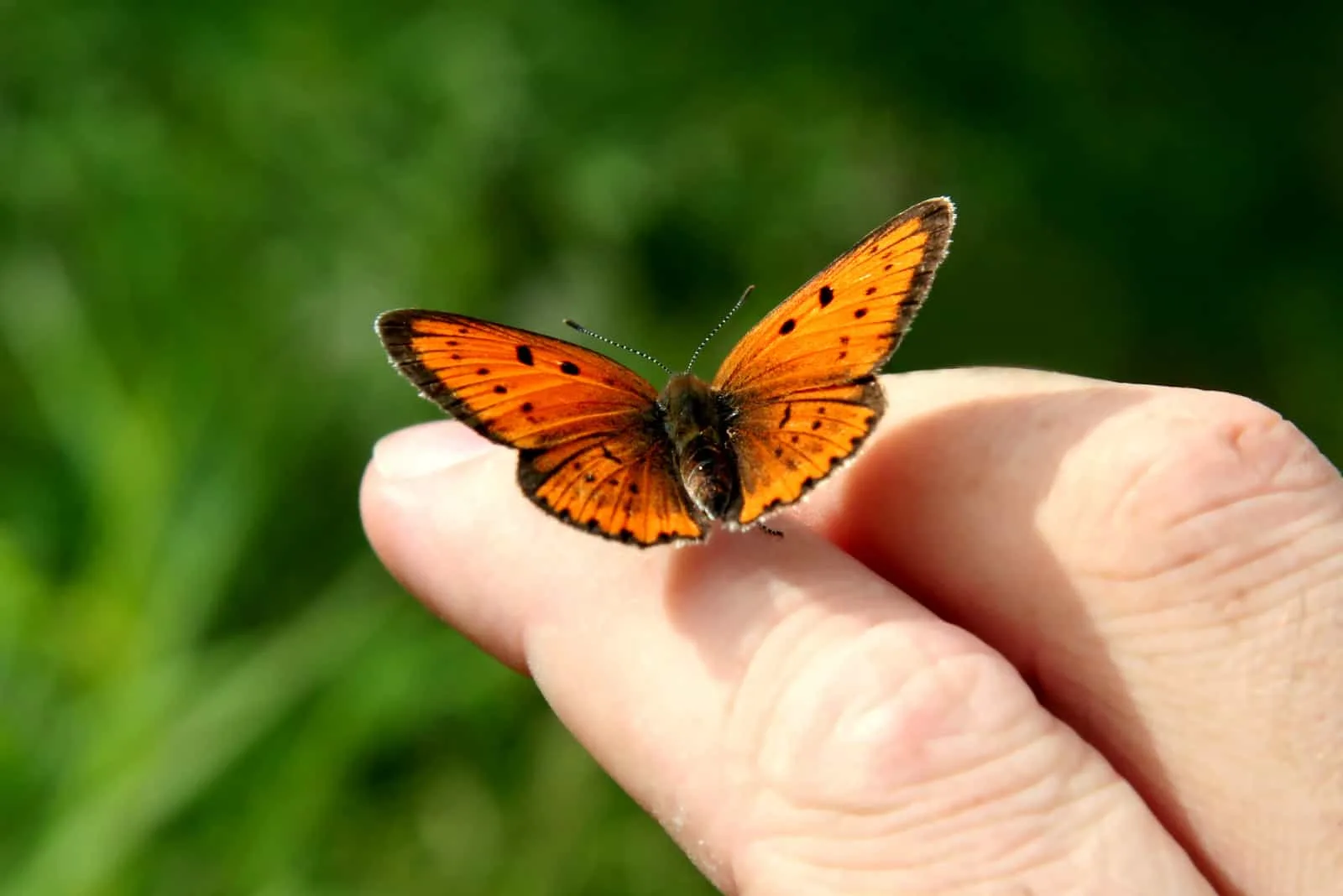 an orange-black butterfly landed on his arm