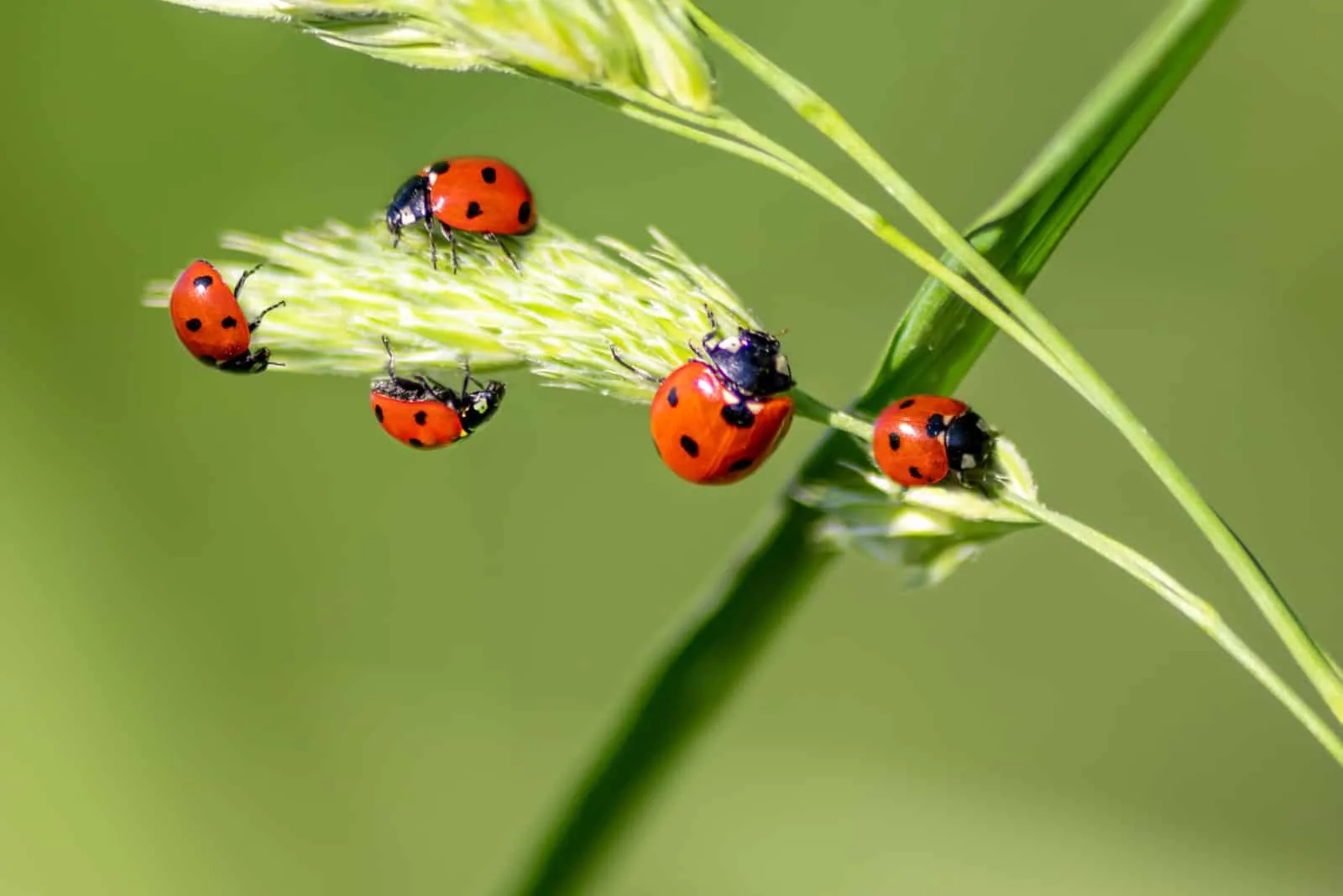 beautiful ladybugs climb barley