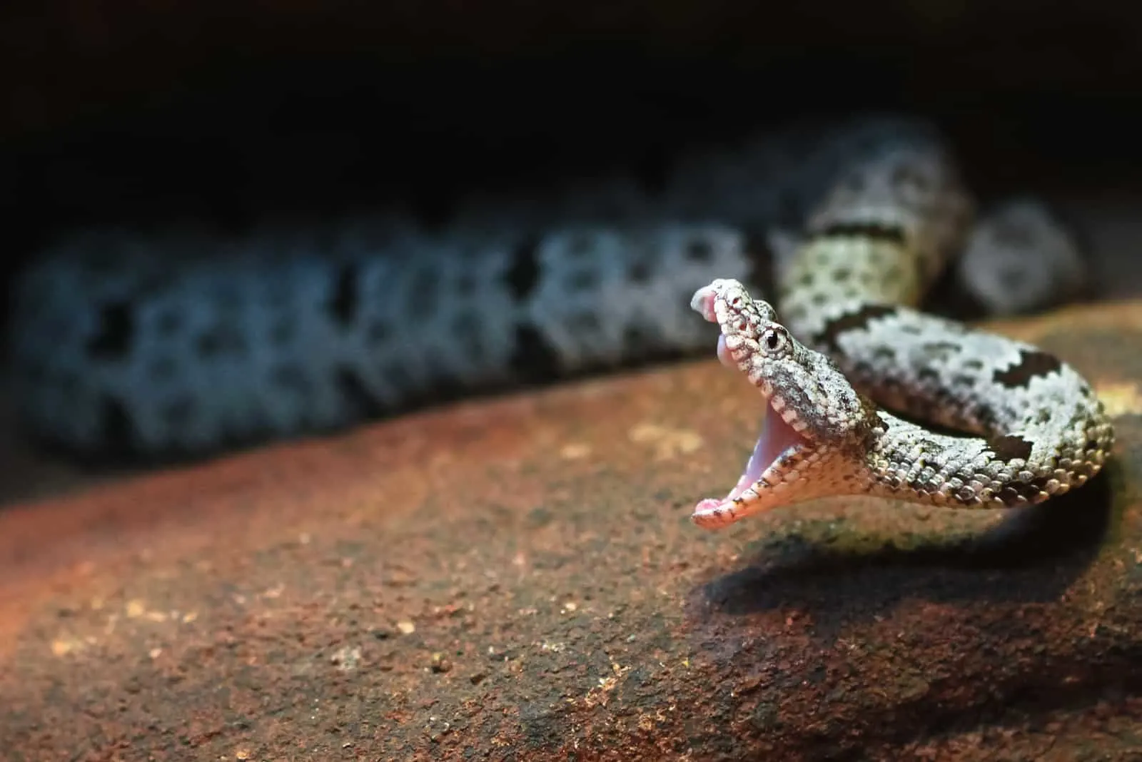 photo of a snake with opened mouth