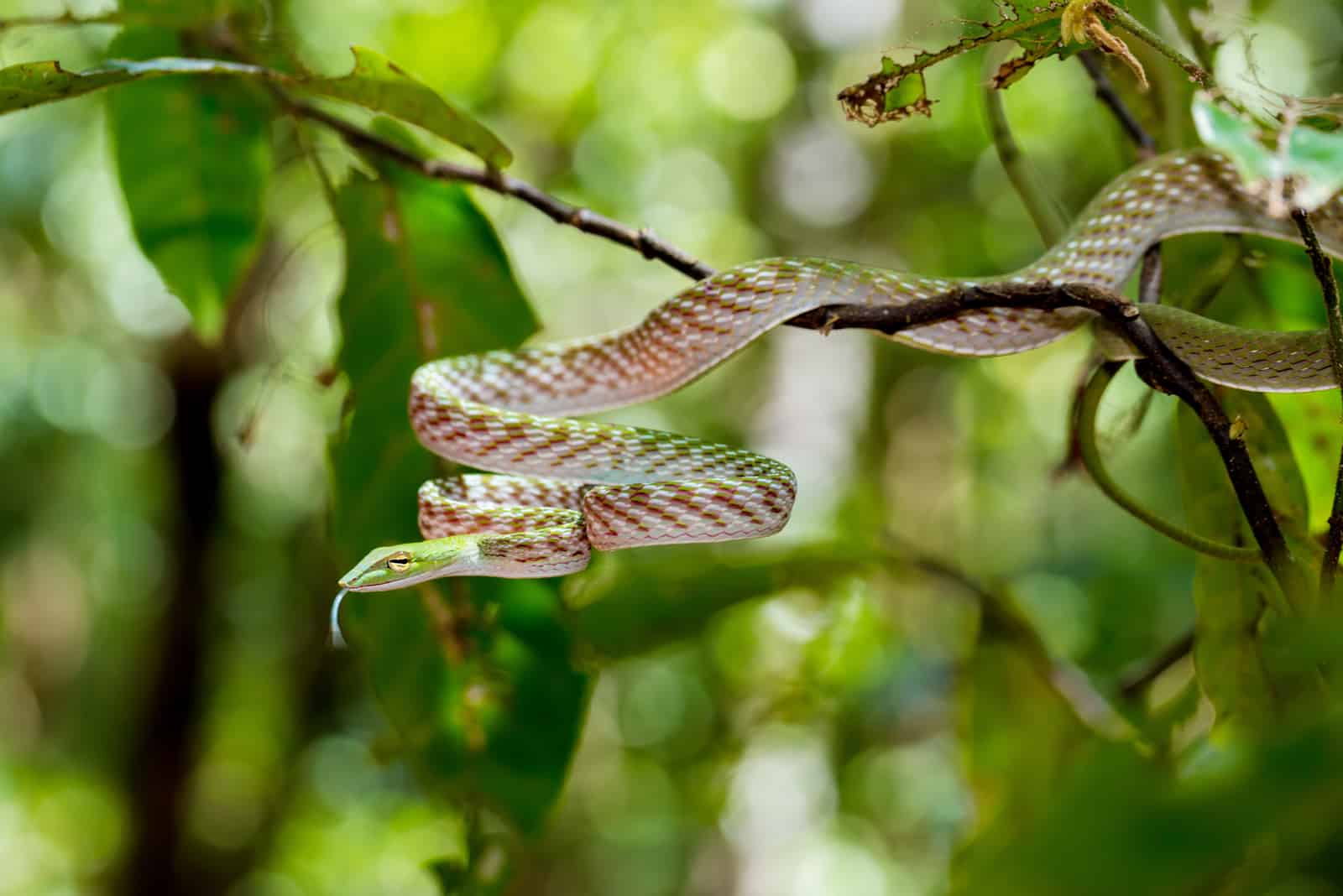 serpiente en una rama
