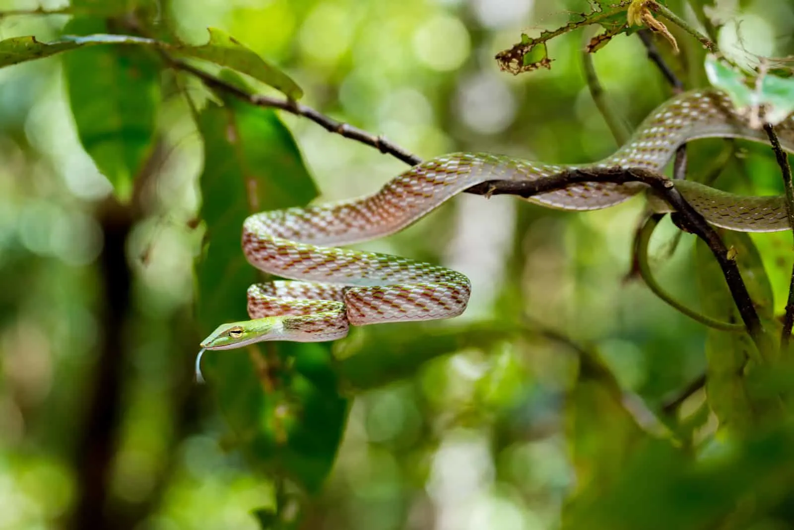 snake on a branch