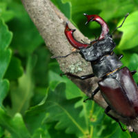 black beetle sets wood