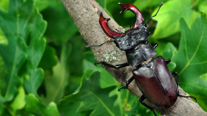 Beetle Spiritual Meaning: 27 Hidden Symbols