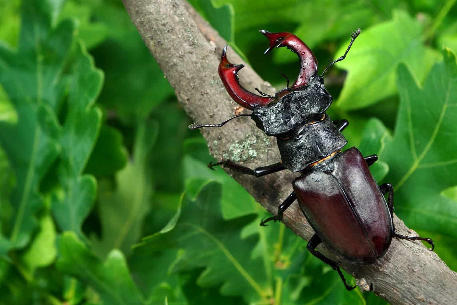 Beetle Spiritual Meaning: 27 Hidden Symbols