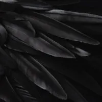 Black wing feathers detail