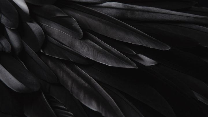 Black Feather Meaning: 9 Ways To Understand A Message From The Angels