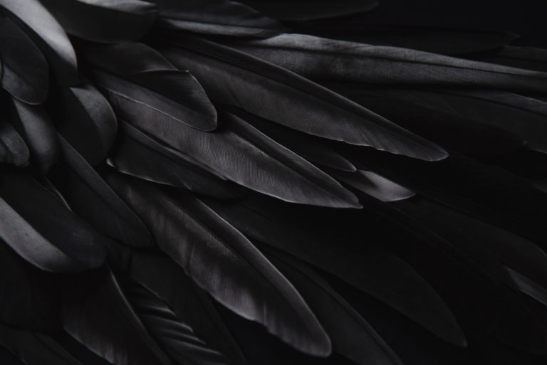 Black wing feathers detail