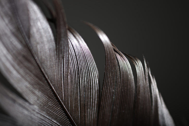 grey feather