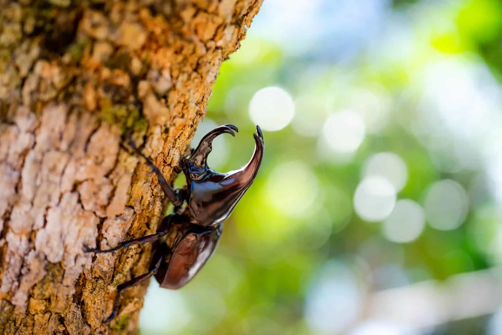 a black beetle climbs a tree