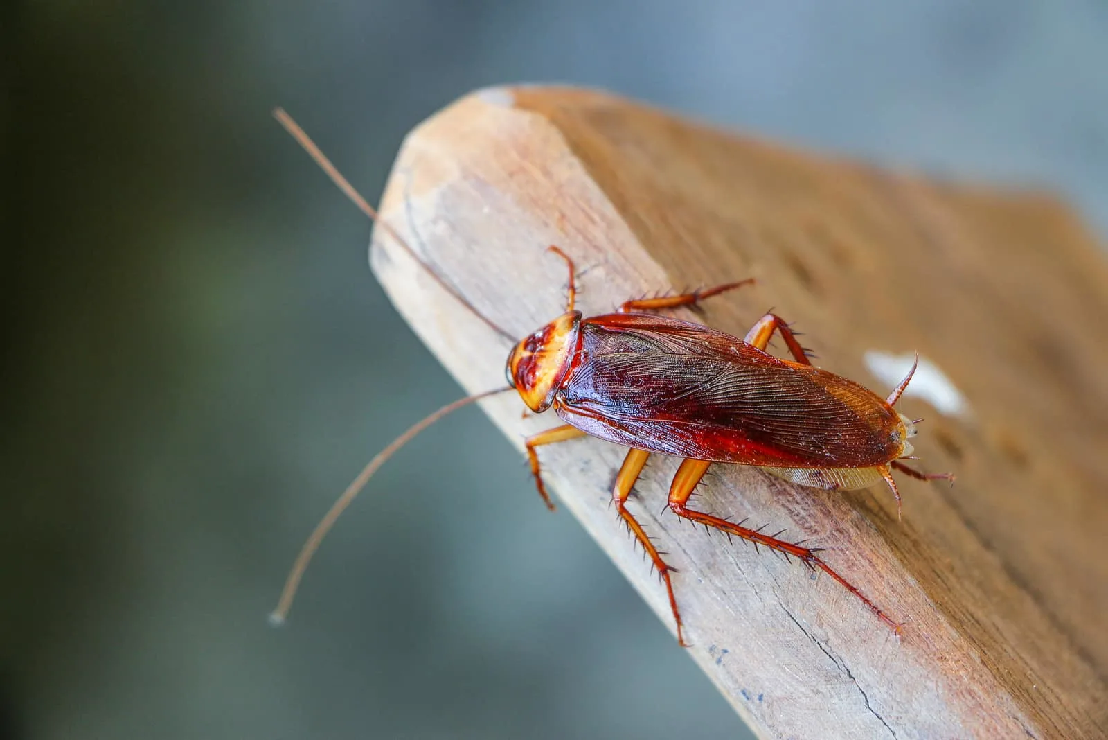 a cockroach stands on a tree