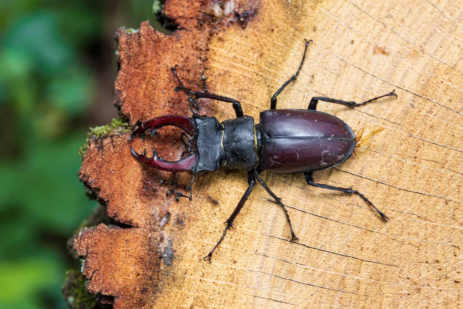 black beetle on a tree
