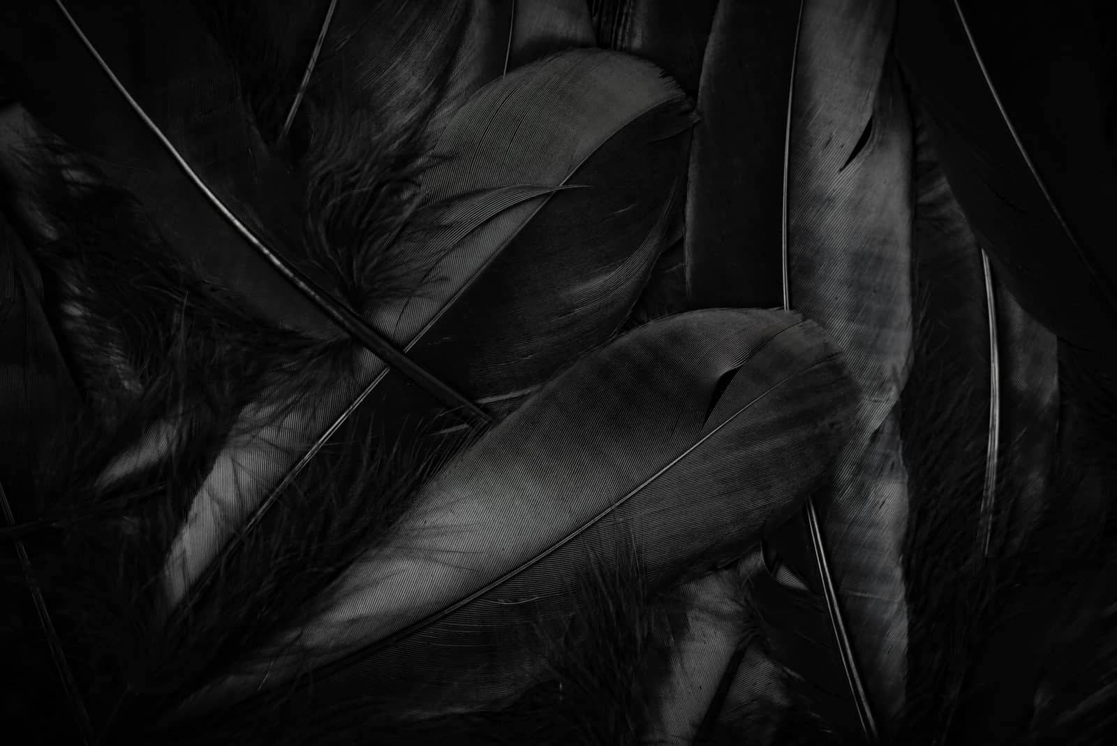 black feathers in dark background