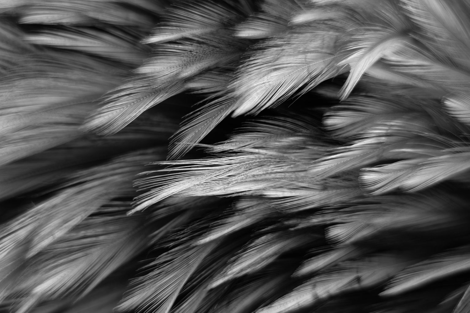 Grey Feather Meaning 8 Ways To Interpret The Message