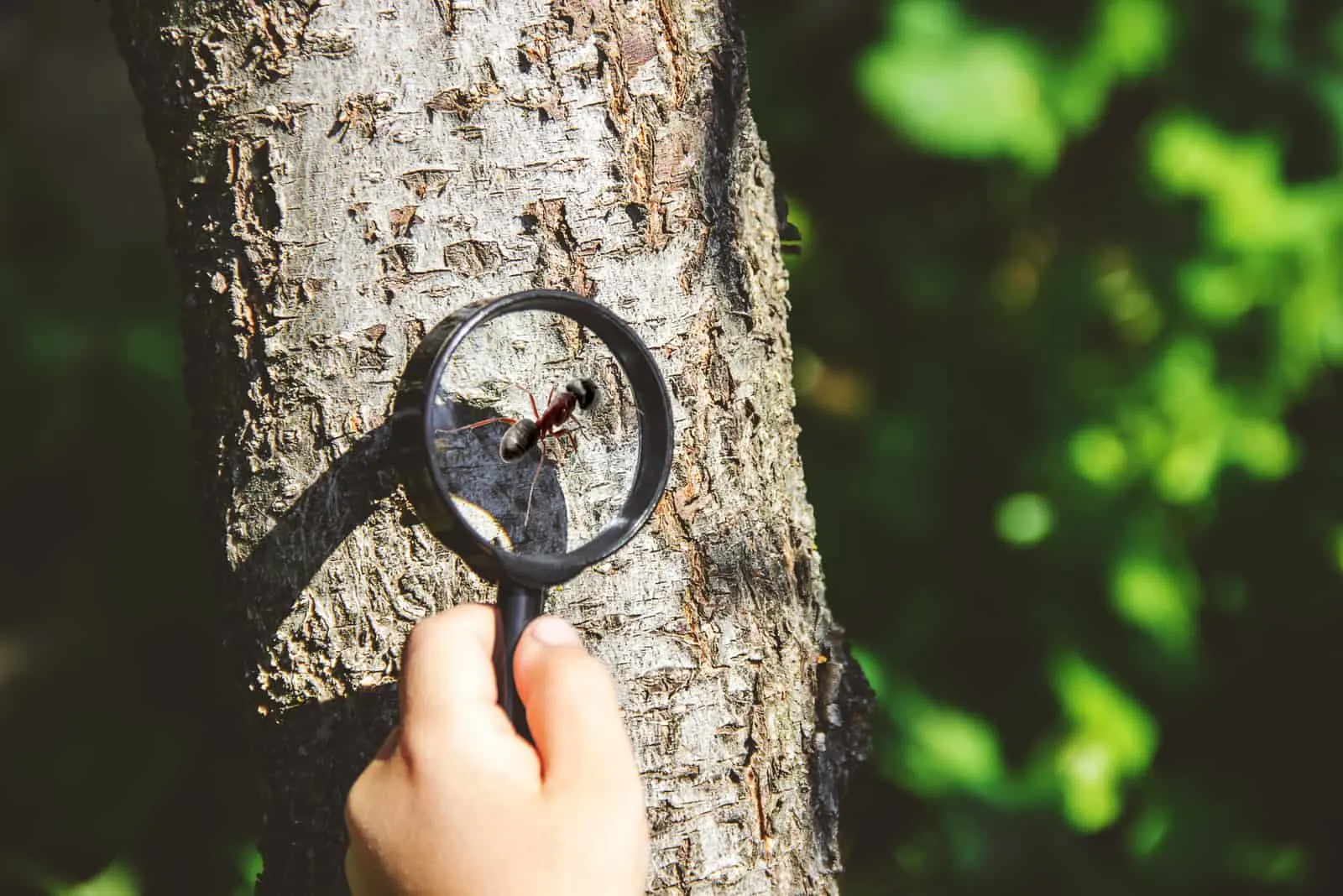 the woman looks at the bug under a magnifying glass
