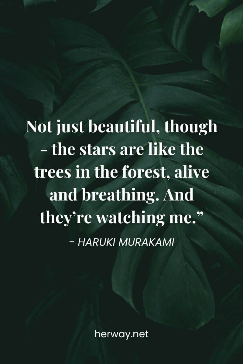 Non solo belle, però: le stelle sono come gli alberi della foresta, vive e respirano. E mi stanno guardando".
