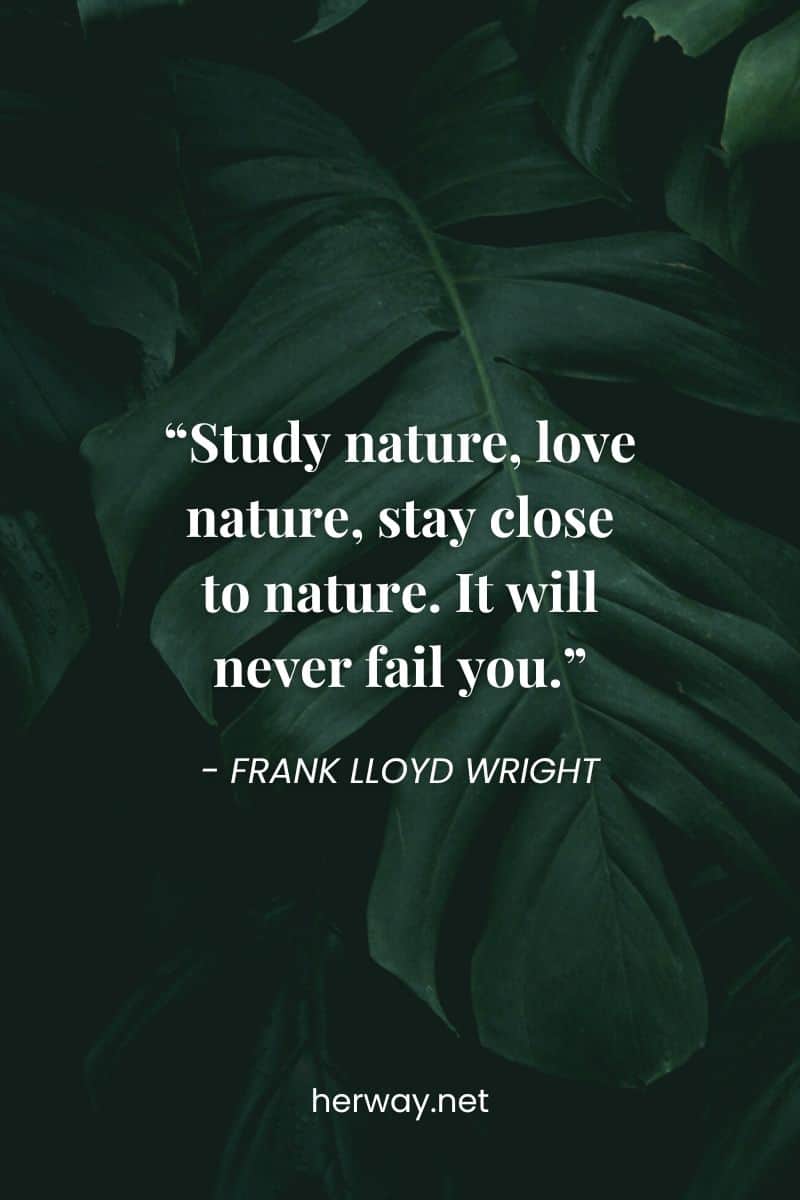 “Study nature, love nature, stay close to nature. It will never fail you.”