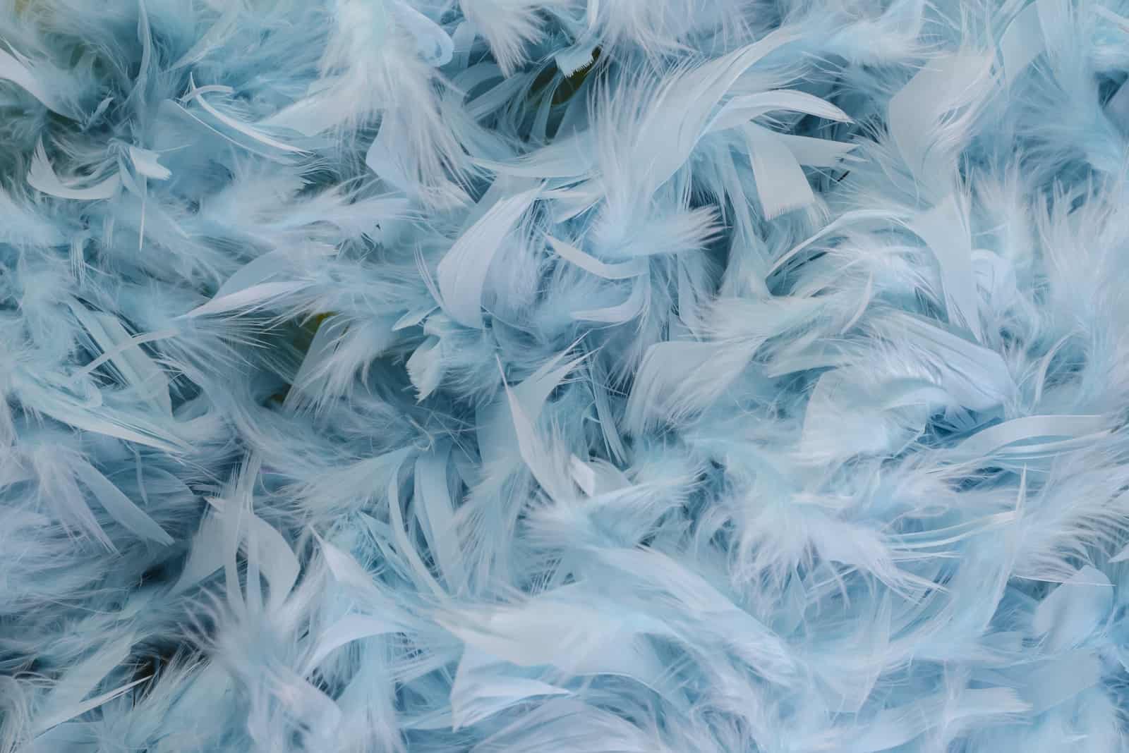 blue, feather и texture картинка в We Heart It