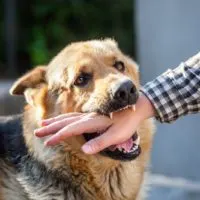 dog biting human hand