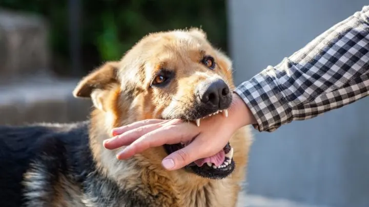 what does it mean when you dream of chasing a dog