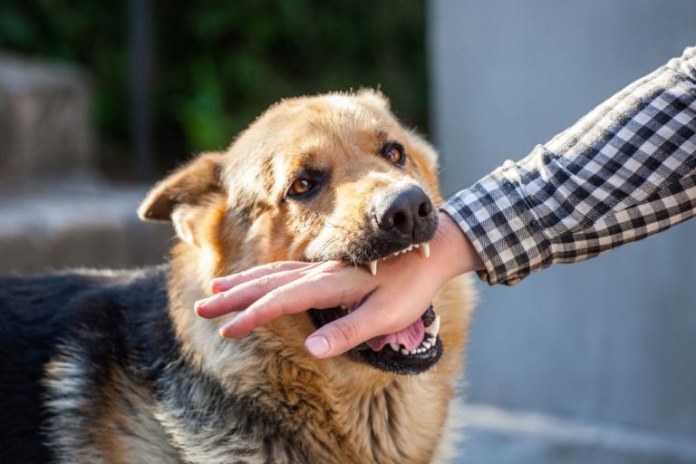 dog biting human hand