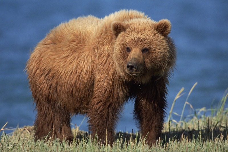 Orso Zodiaco nativo americano