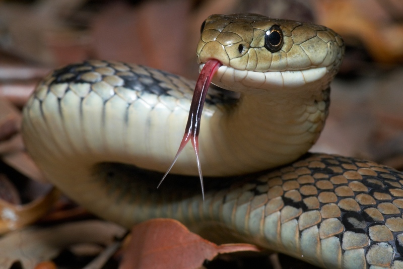 Serpente Zodiaco nativo americano