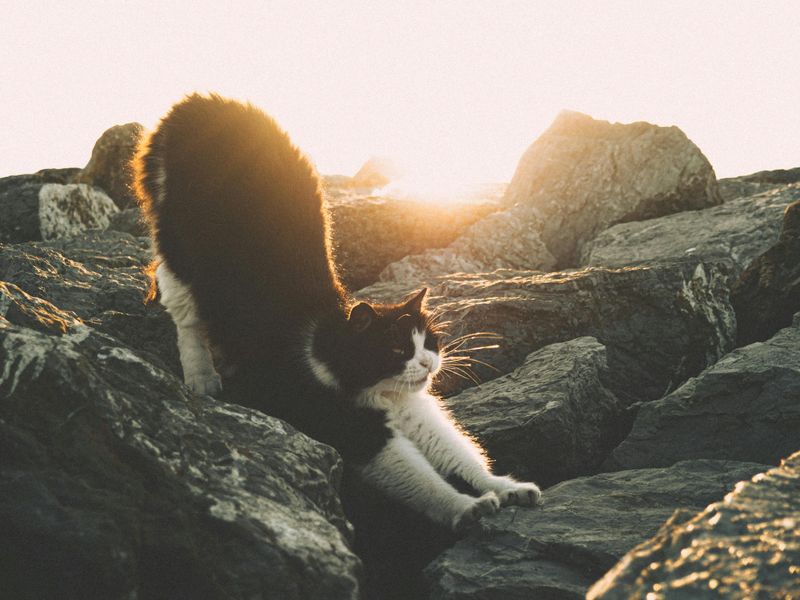 Cat-Cow Stretch