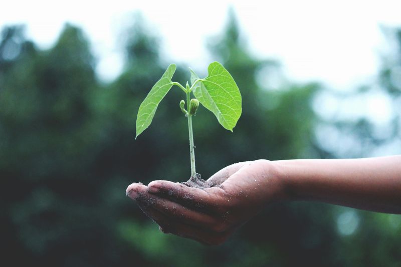 Gardening