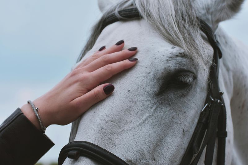 Petting an Animal