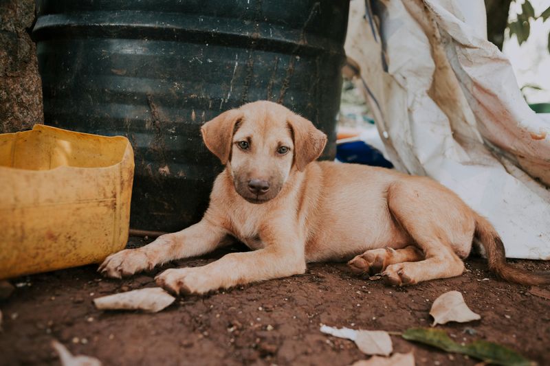 Nombres insólitos para mascotas