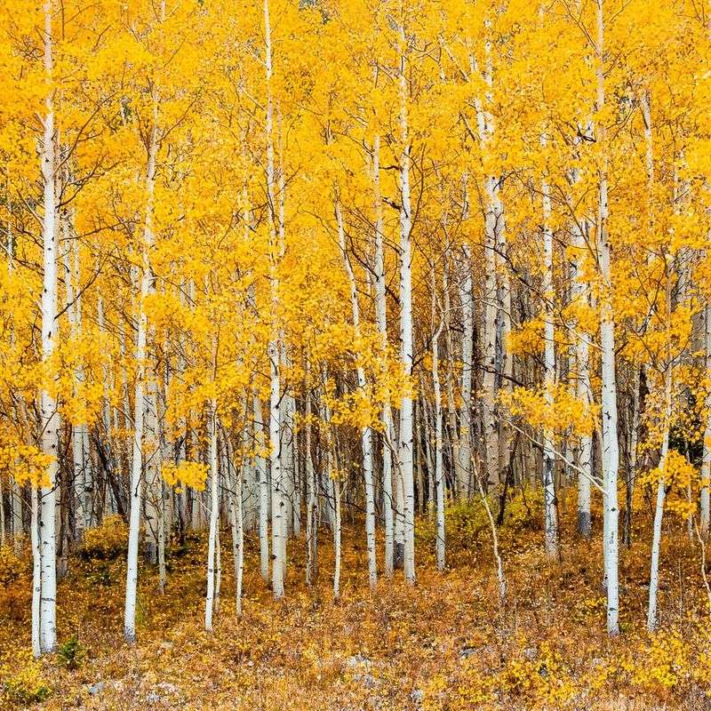 June – Aspen Gold