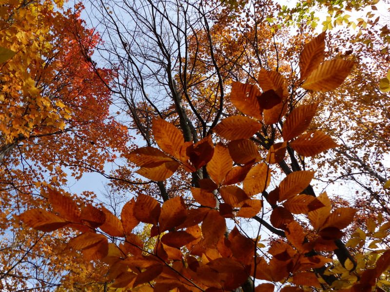 November – Burnt Copper