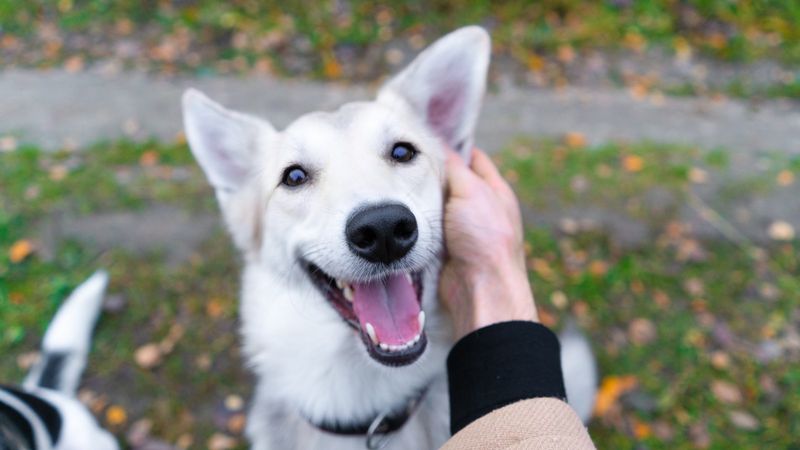Joy delivered in simple packages