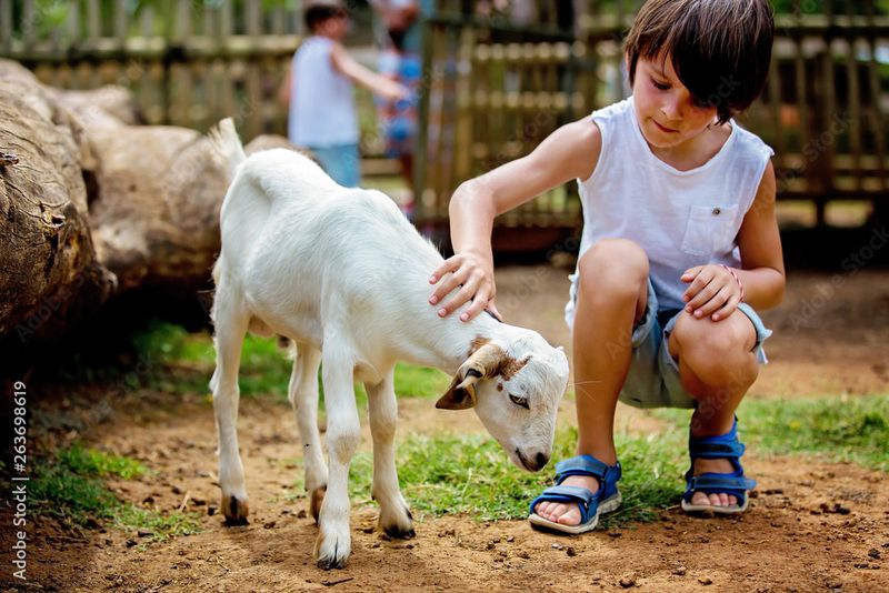Petting Farm Visits