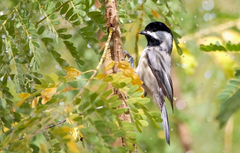 Birdwatching with Journal-Keeping