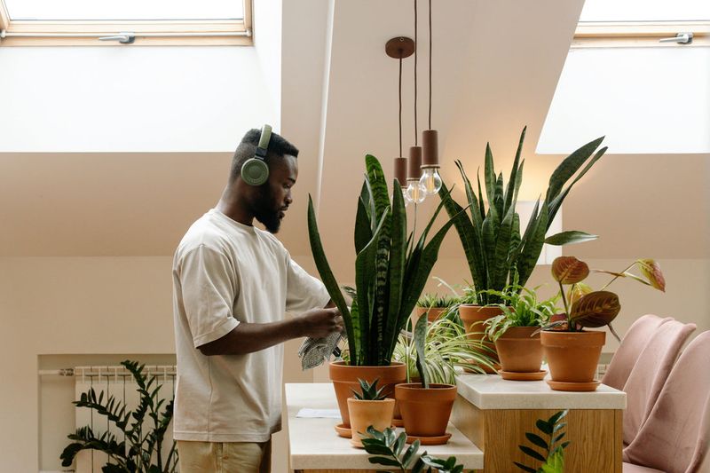 They Have a Plant That’s Thriving