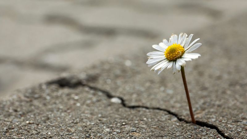 “It’s about cultivating resilience.”