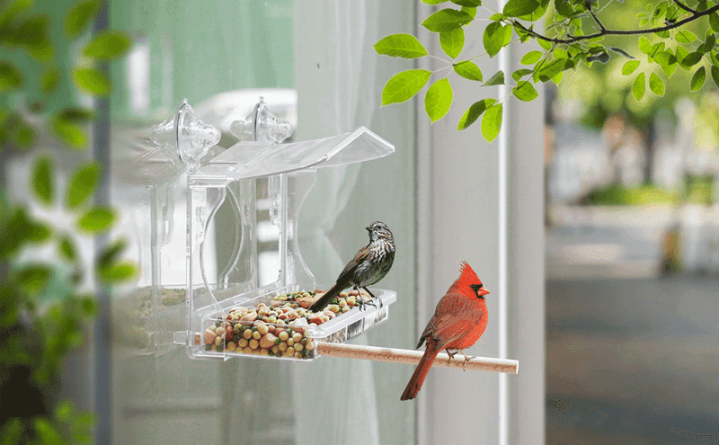 A Pretty Bird Feeder for Her Window or Porch