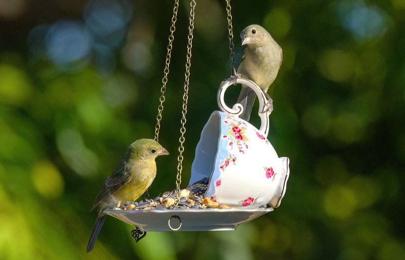 A Bird Feeder with a Backyard Bird Guide