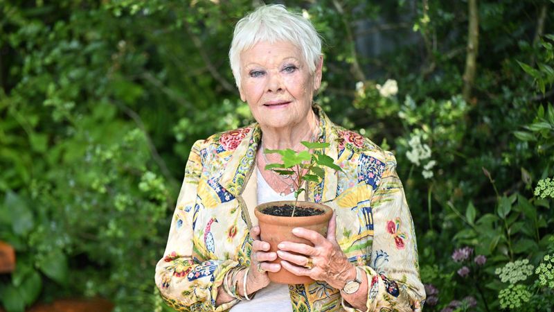 Dame Judi Dench