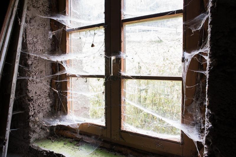 Spiderwebs that had tenure