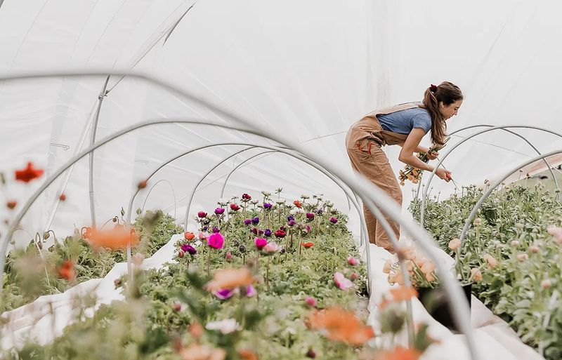 Flower Industry's Hidden Environmental Impact