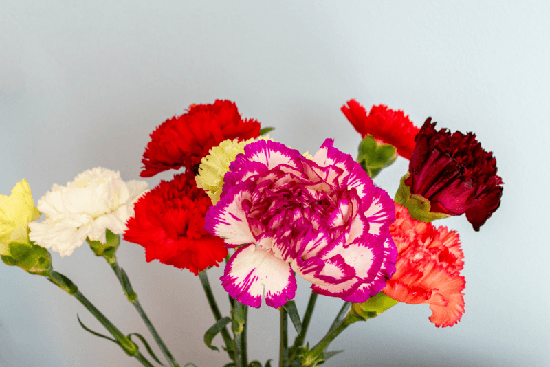 Carnations Have a Secret Color Code