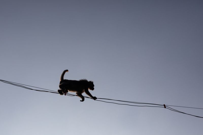 Recruiting Flying Monkeys