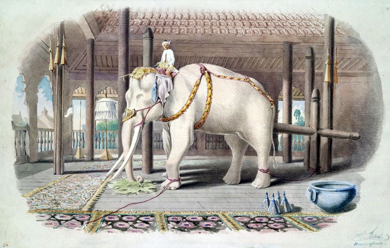 White Elephant