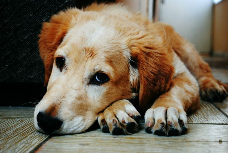 Goodbye to the Pet Who Was Family