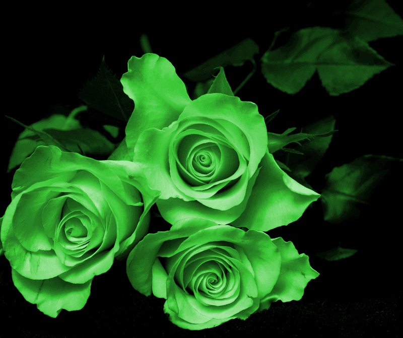 Green: The Quiet Anchor