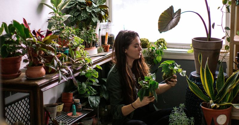 Reviving Houseplants as Emotional Support Tools