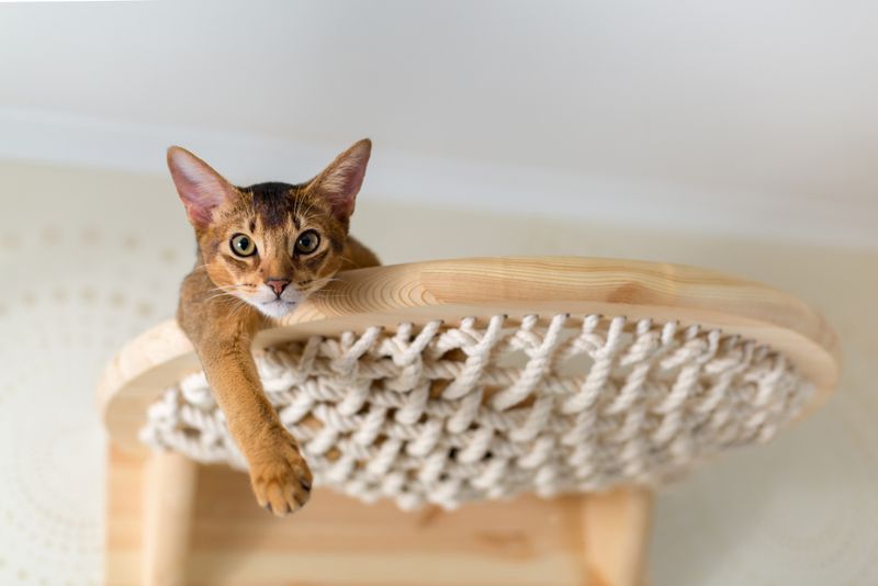 Envies Your Cat’s Life
