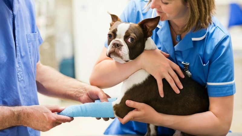 Pet Care